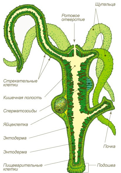 Kraken гидра